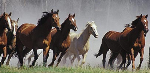 Nagykovácsi Lovastanya