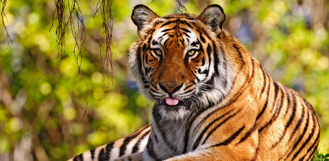 A nagykovácsi tigris nyomában