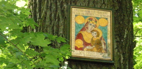 Képesfa a Széltörés-erdőben