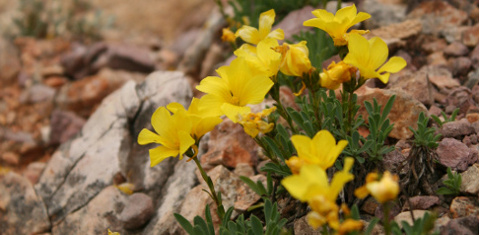 Természeti kincseink